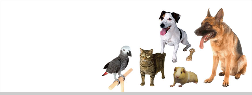 Pet Family