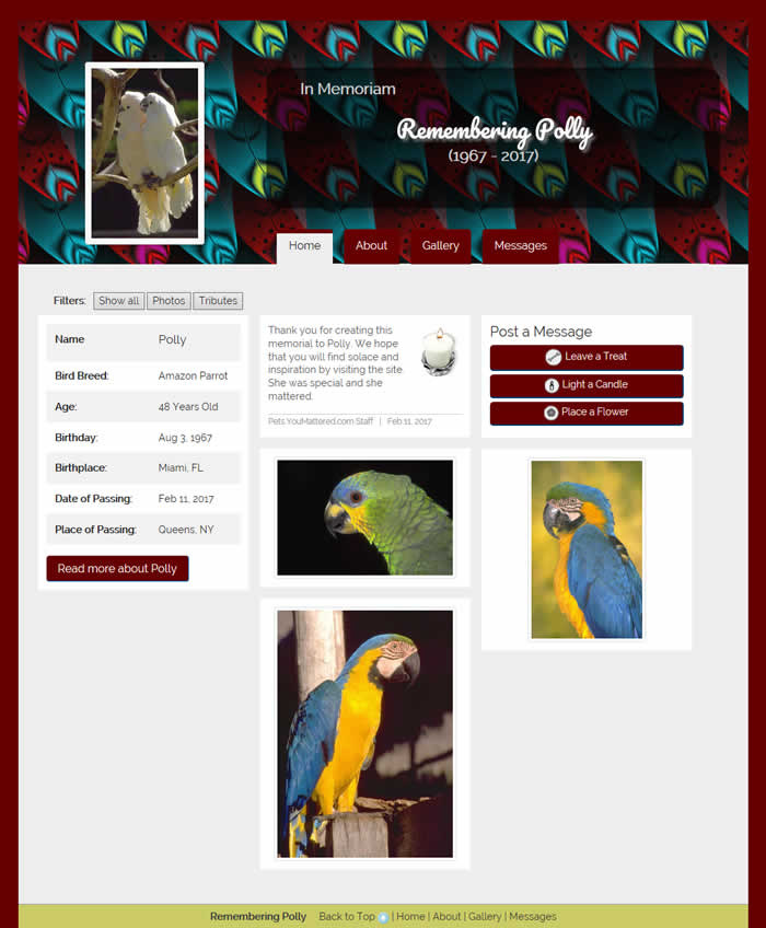 Exotic Feathers