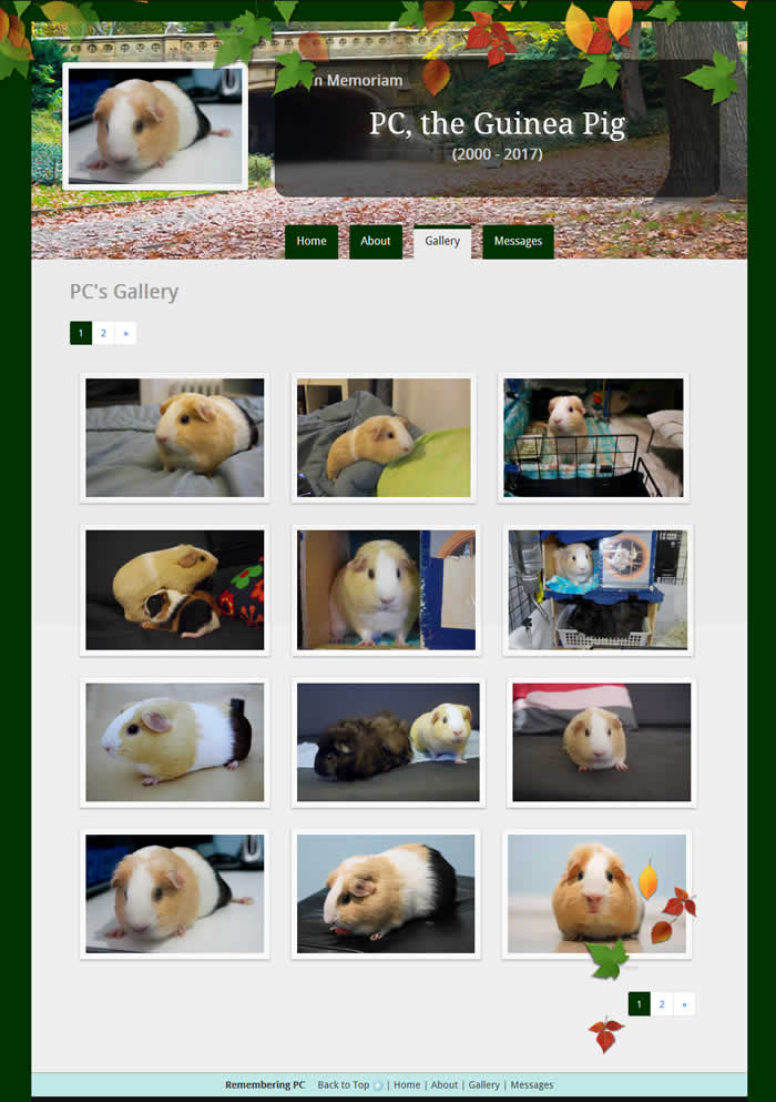 Fall in Central Park