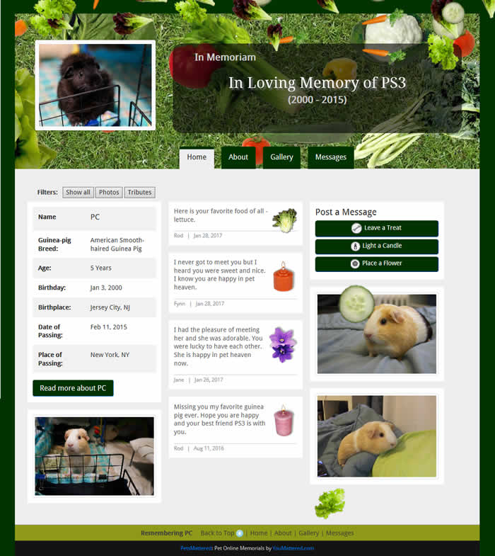 Vegetable Garden